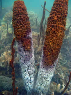 sponge bleaching coral caribbean
