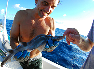 springers sawtail catshark