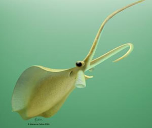 squid Nectocaris pteryx