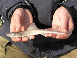 starry smooth hound shark