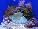 steinhartaquarium