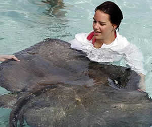 stingray city sample