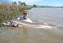 sturgeongathering