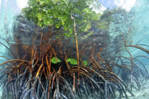 submerged mangrove