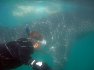 swimming with shale shark