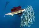 swordfishsardines