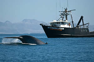 tagging blue whales