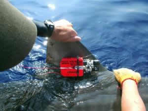 tiger shark Accelerometer