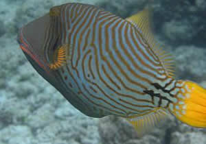 triggerfish