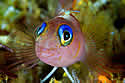 triplefin