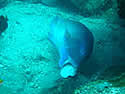 tuskfishusingtoolssm