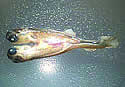twoheadedfish