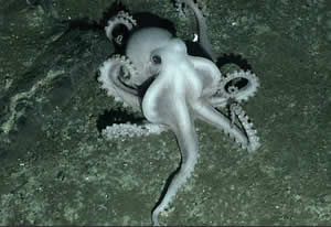unidentified octopus