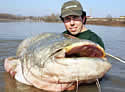 welscatfish