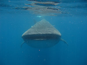 whale shark Isla Holbox