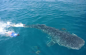 whale shark florida gulf mote tag