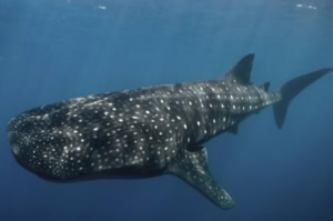 whale shark honduras