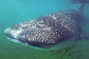 whale shark paternity