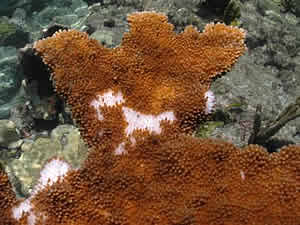 white pox coral disease