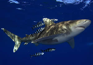 whitetip shark