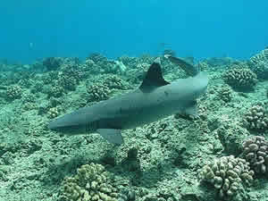 whitetip shark mote