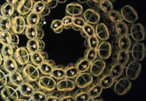 whorl of salps