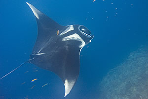 wiki manta ray