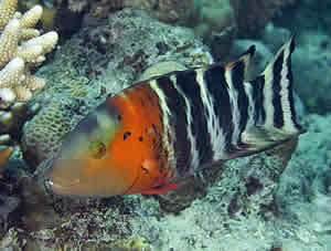 wrasse coral reef