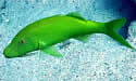 yellowsaddlegoatfish