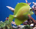 yellowtangfl