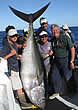 yellowfintuna