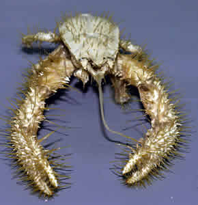 yeti crab