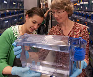 zebrafish Kelly Monk Lilianna Solnica Krezel