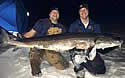 115sturgeon