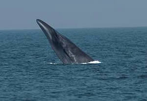 Brydes whale dna