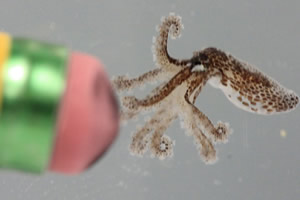 Caribbean pygmy octopus baby