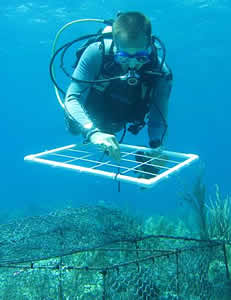 Diver Andrew Schantz coral study
