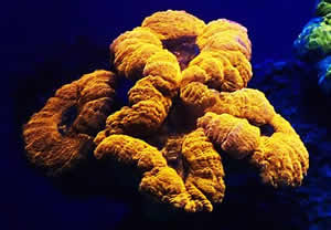 Fluorescent Lobophyllia Coral