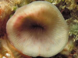 Leptoseris coral