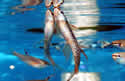 SPLAshtetra