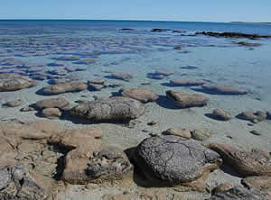 Stromatolites Shallow Water
