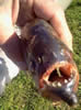 akpiranha