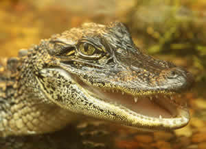 american alligator