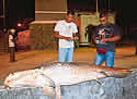 arapaima