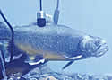 arcticchar