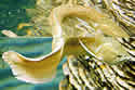 armoredfish