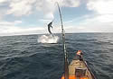 aussiemarlin