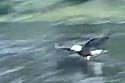 baldeagle