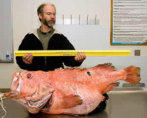 big fat fish