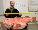 bigfatfishsm